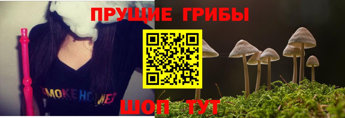 Псилоцибиновые грибы Psilocybe Вязьма